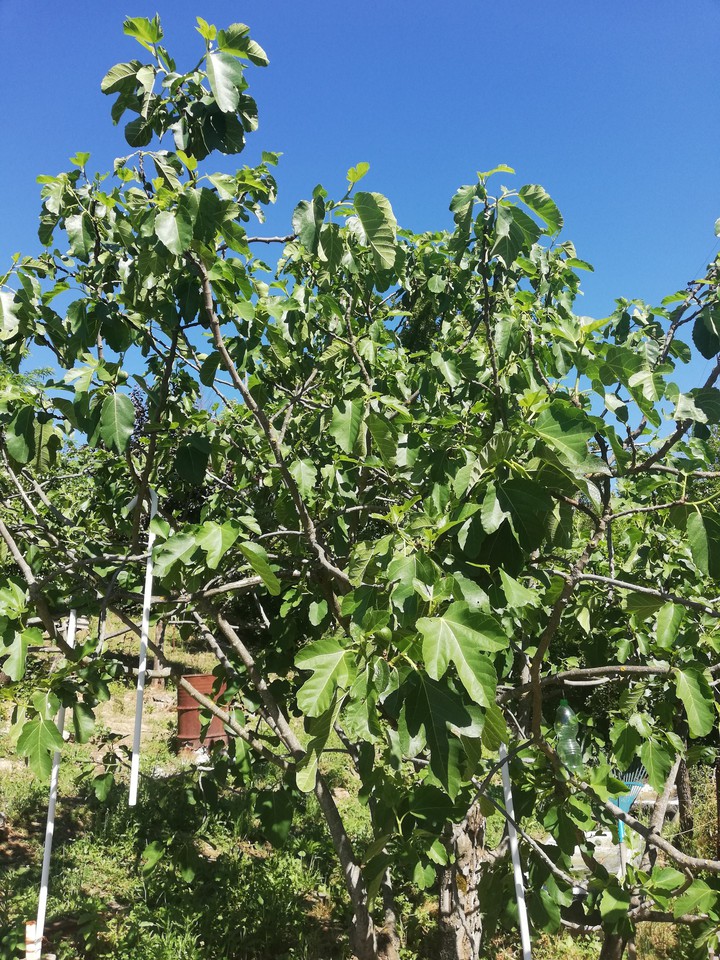 pianta di fico