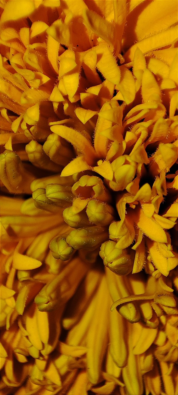 flower in macro photography