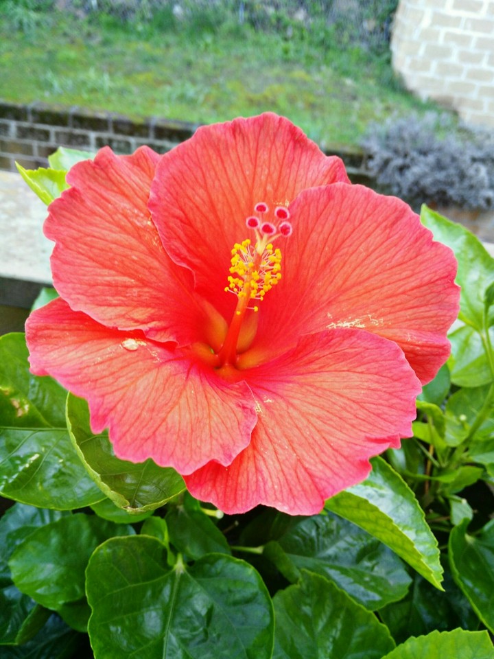 Fiore