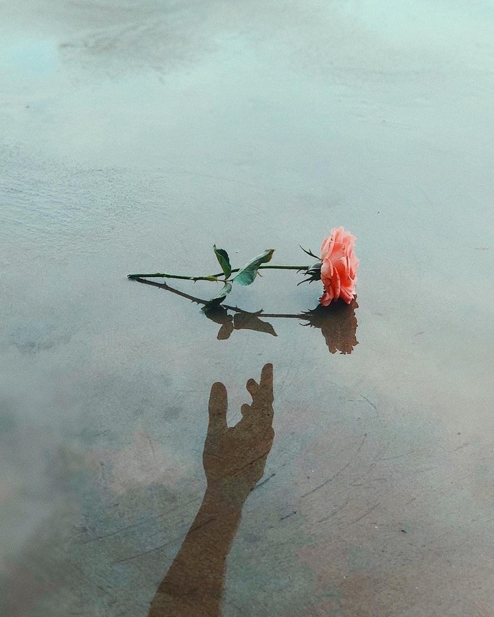 flower flower