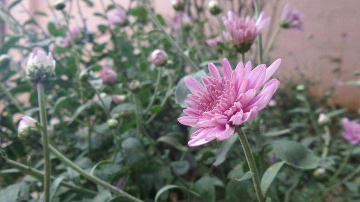 hd flower