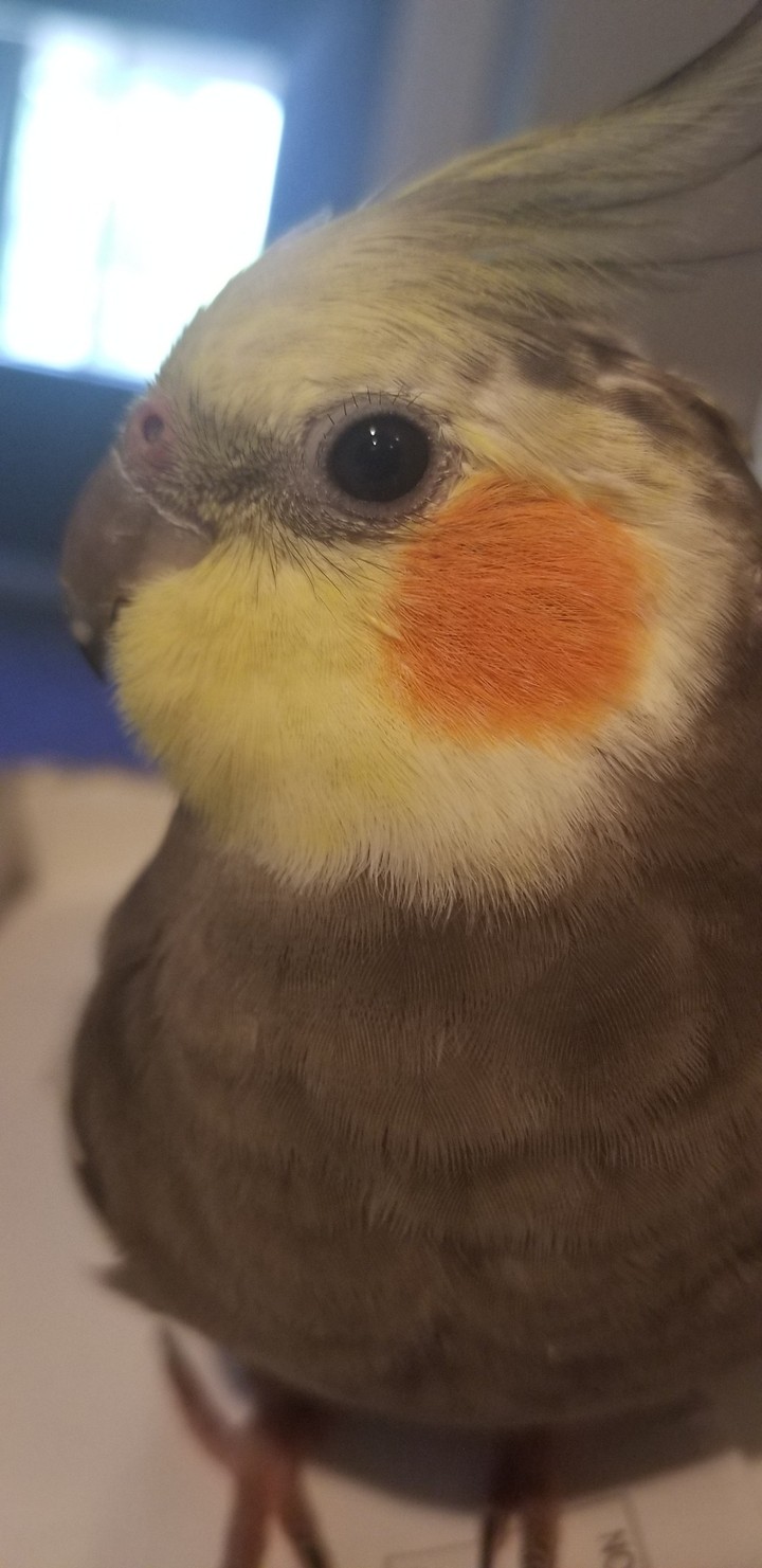 my boy