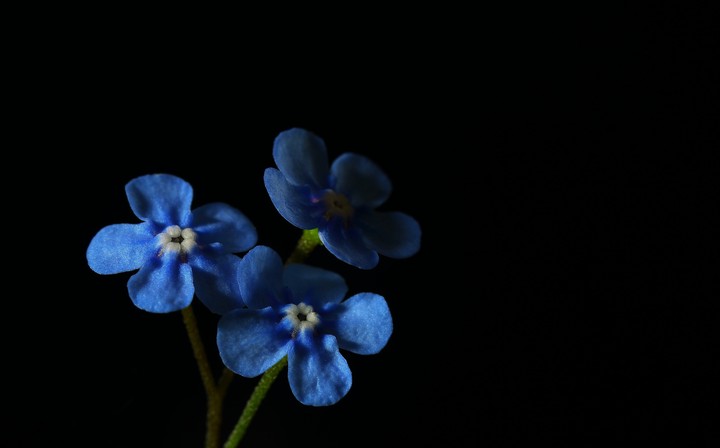 Blue Amoled Flower