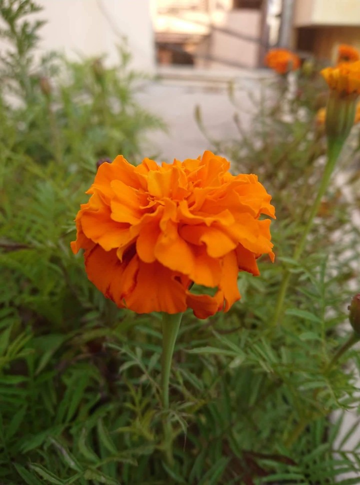 marigold
