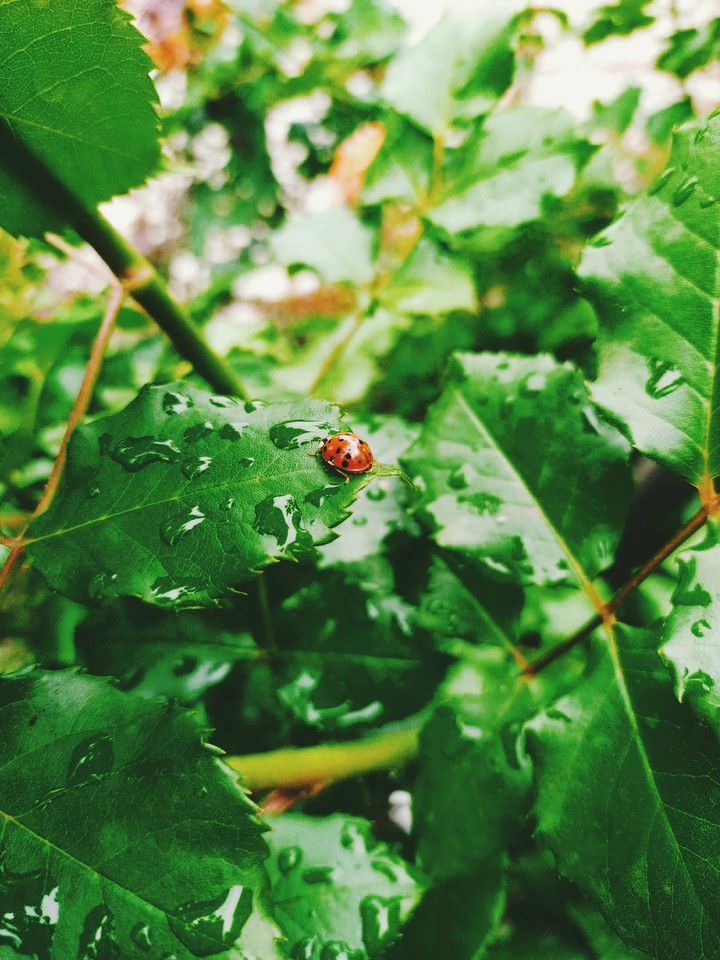 ~ladybug~