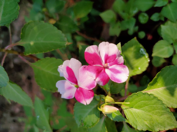 pink love