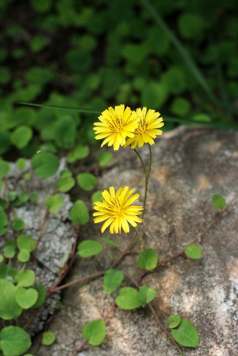 dandelion, plant achtergronden