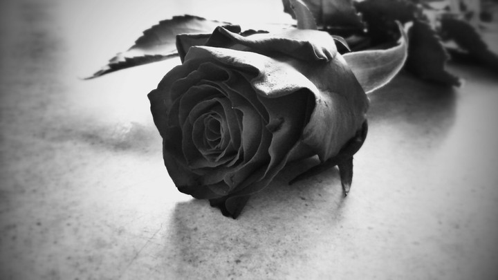 my Rose