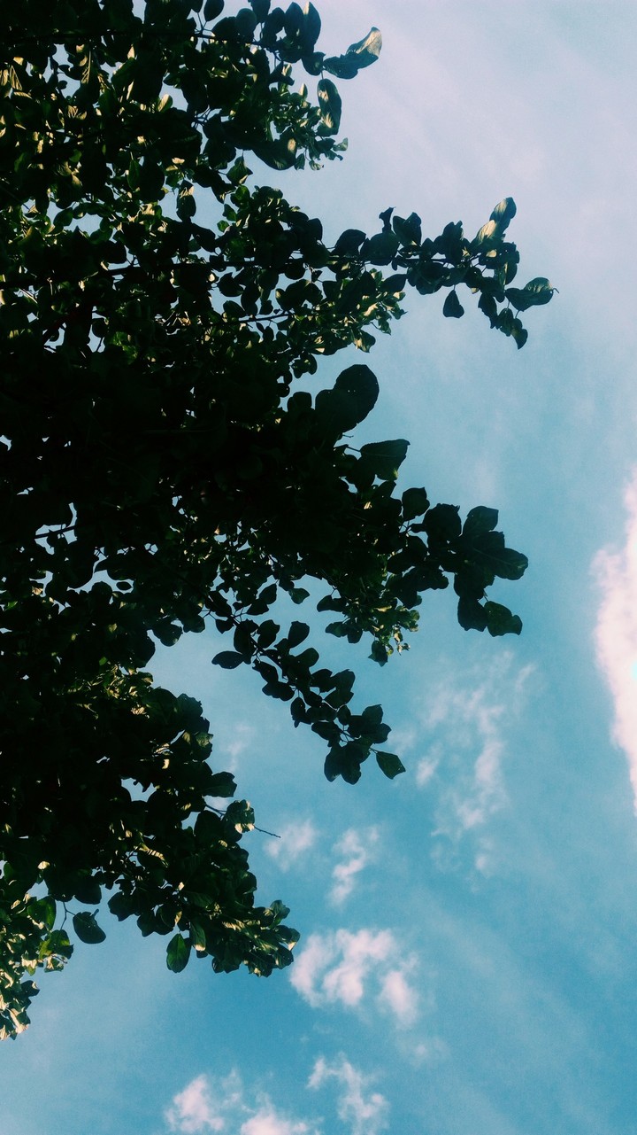 tree