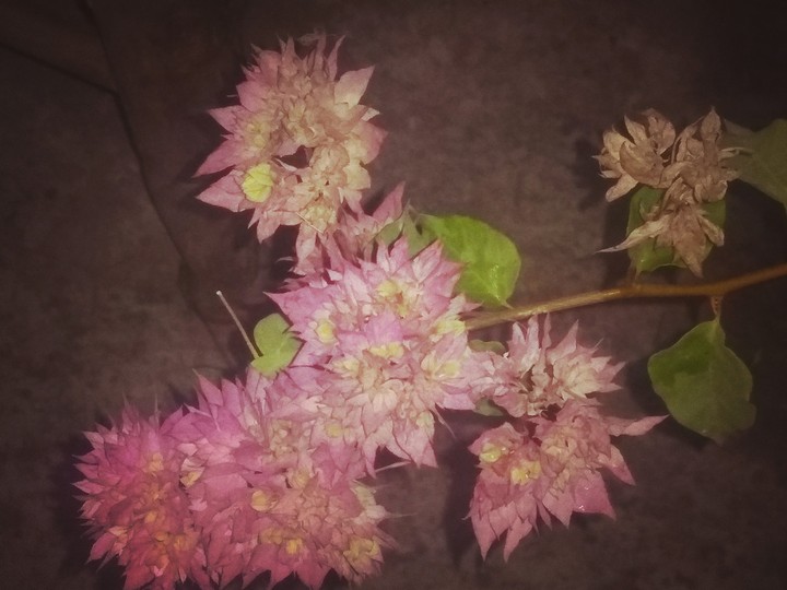 Pink flower