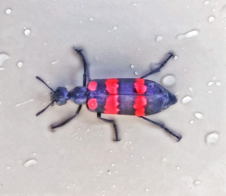 beetles