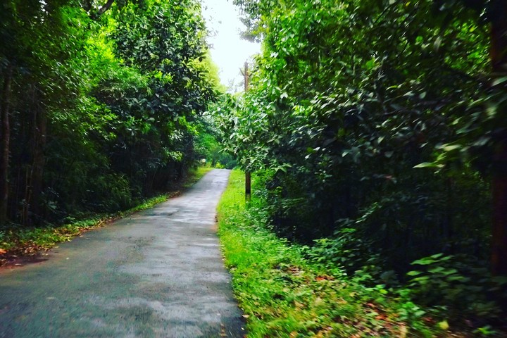 NATURE