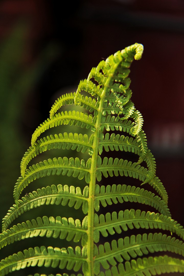 fern