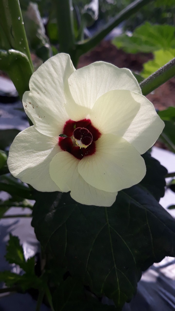 ladyfinger flower