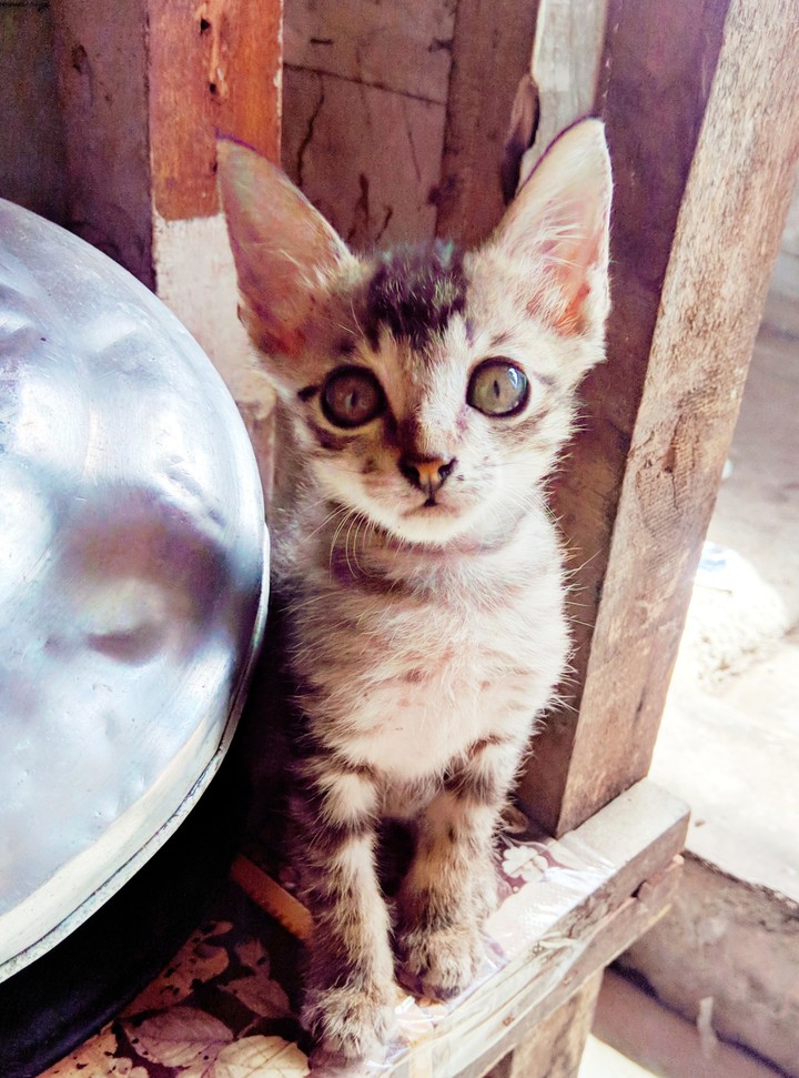 Staring cat