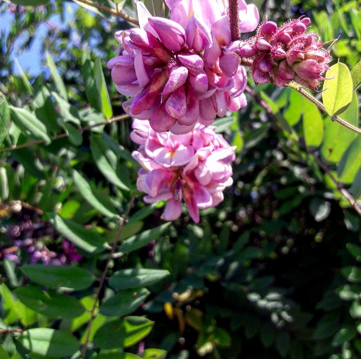 beautiful flowers 