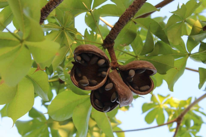 pods
