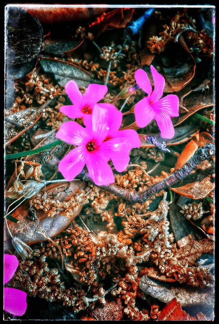 flowers