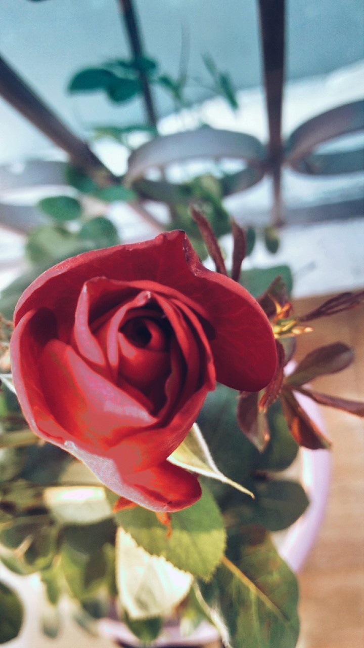 romantic