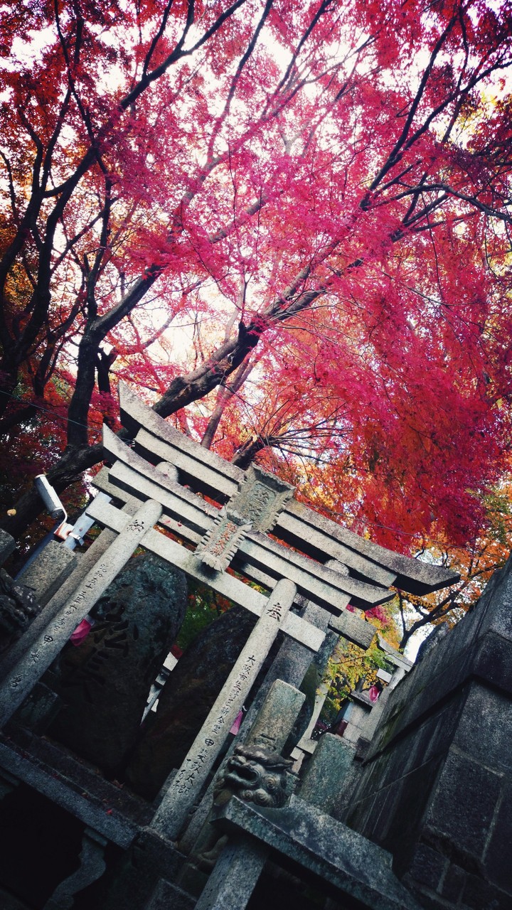 Autumn Shrine