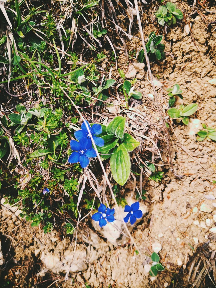 Blue Flowers