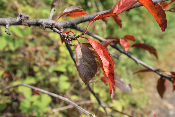 Leaves