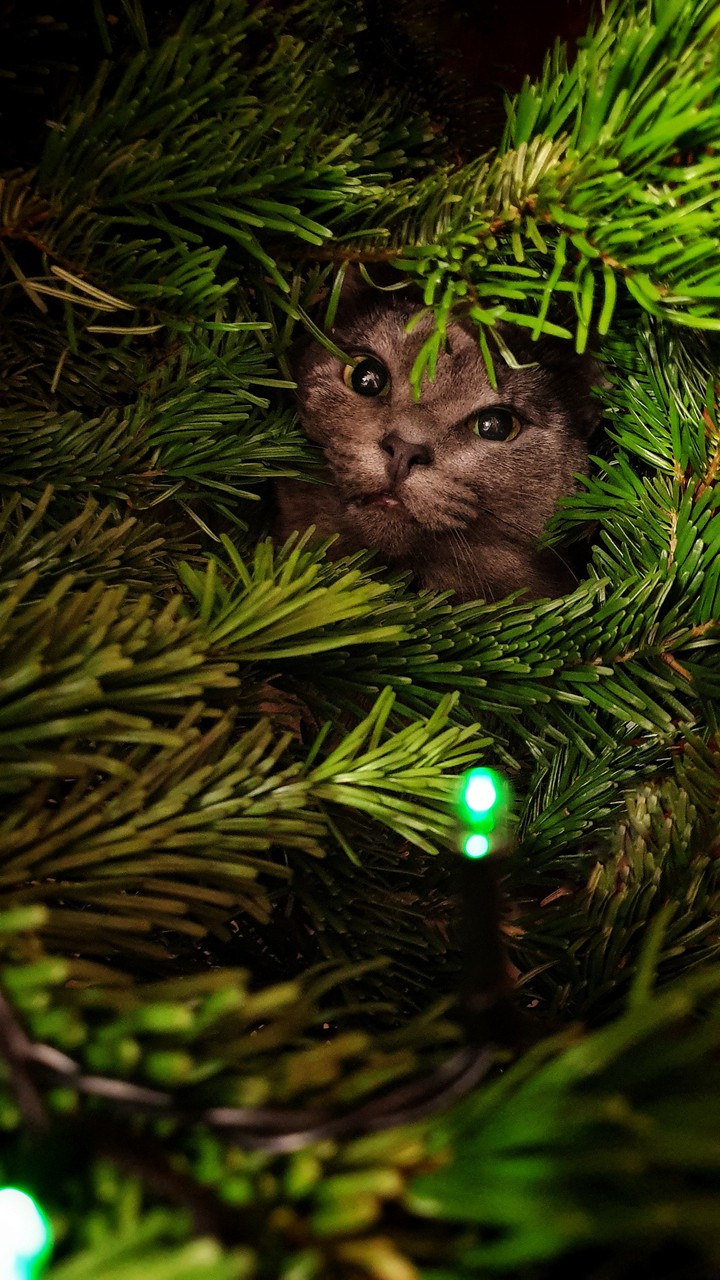 Cat in Christmas Tree