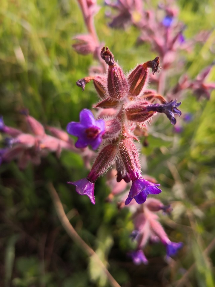 florecilla