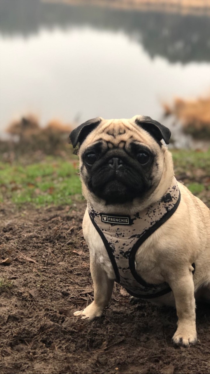 pug
