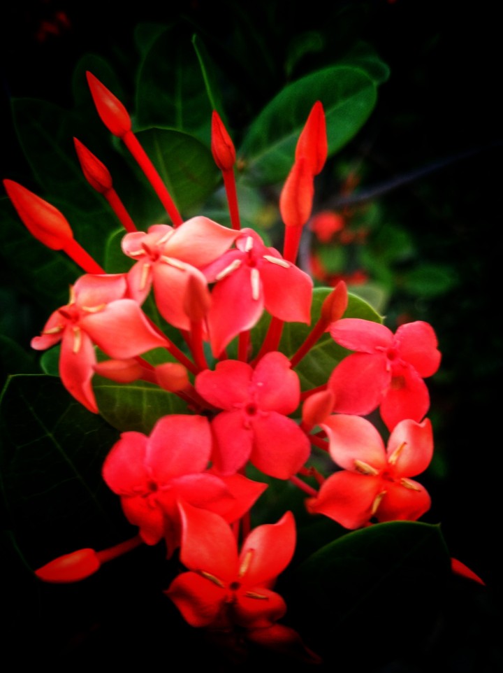 Flower