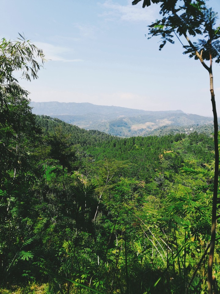 jungle