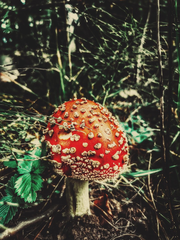 Fly agaric
