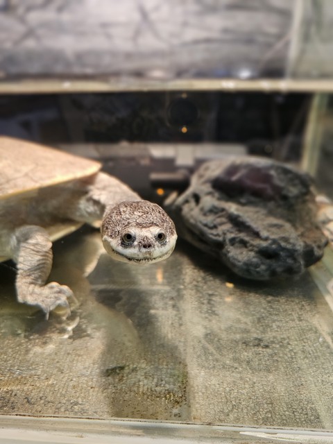 turtle, soil桌布