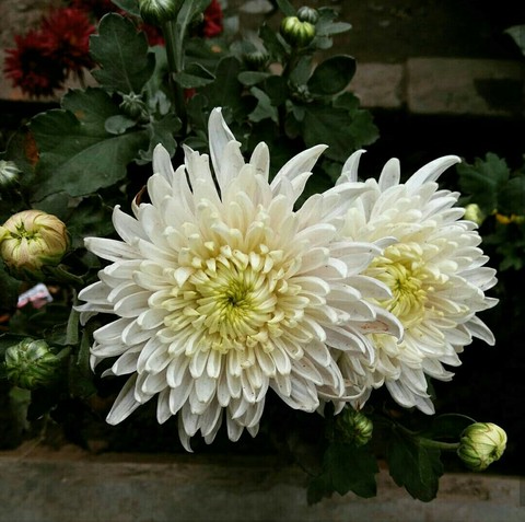 White beauty