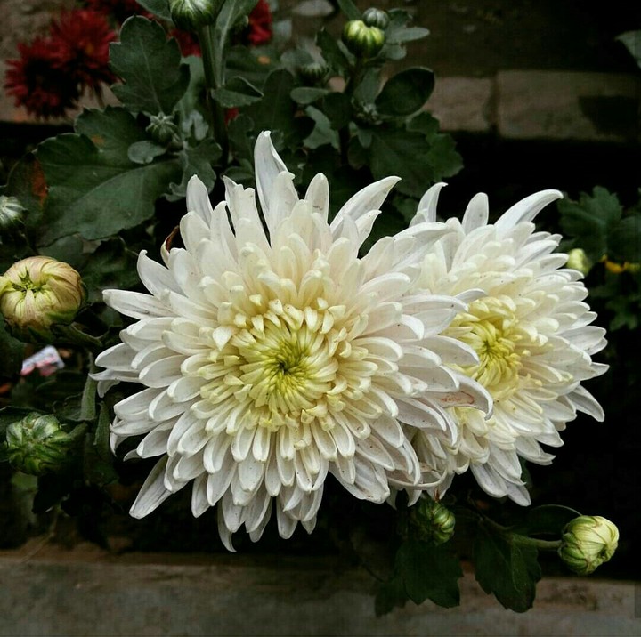 White beauty