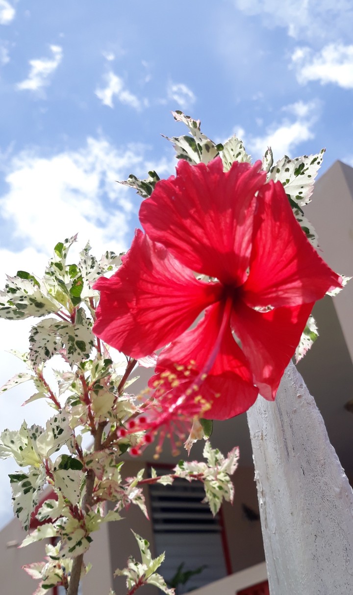 su primera flor.