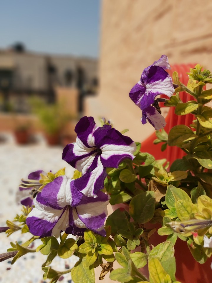 flowers