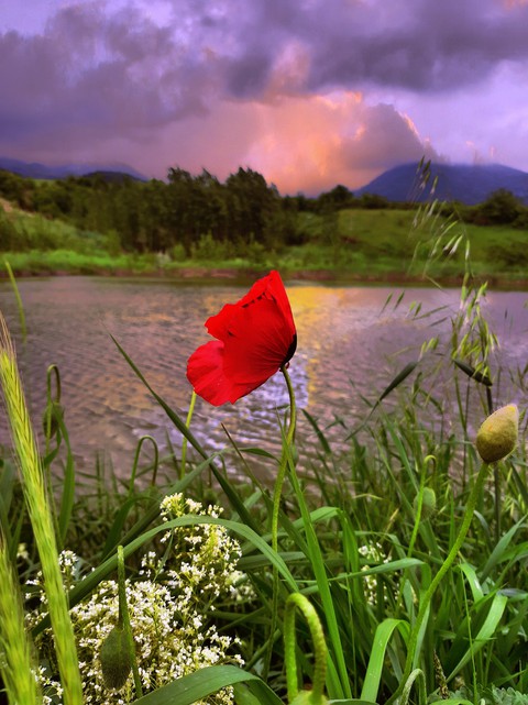 Flower