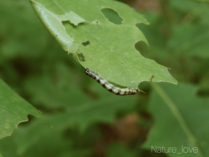 Caterpillar