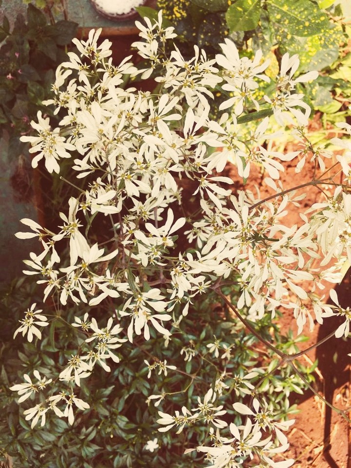 flowers