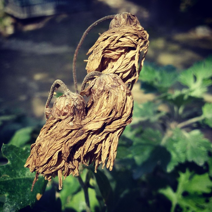 wilted