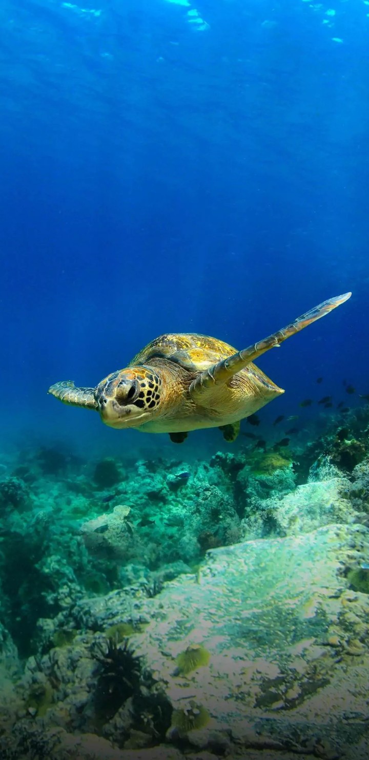 under water lifes