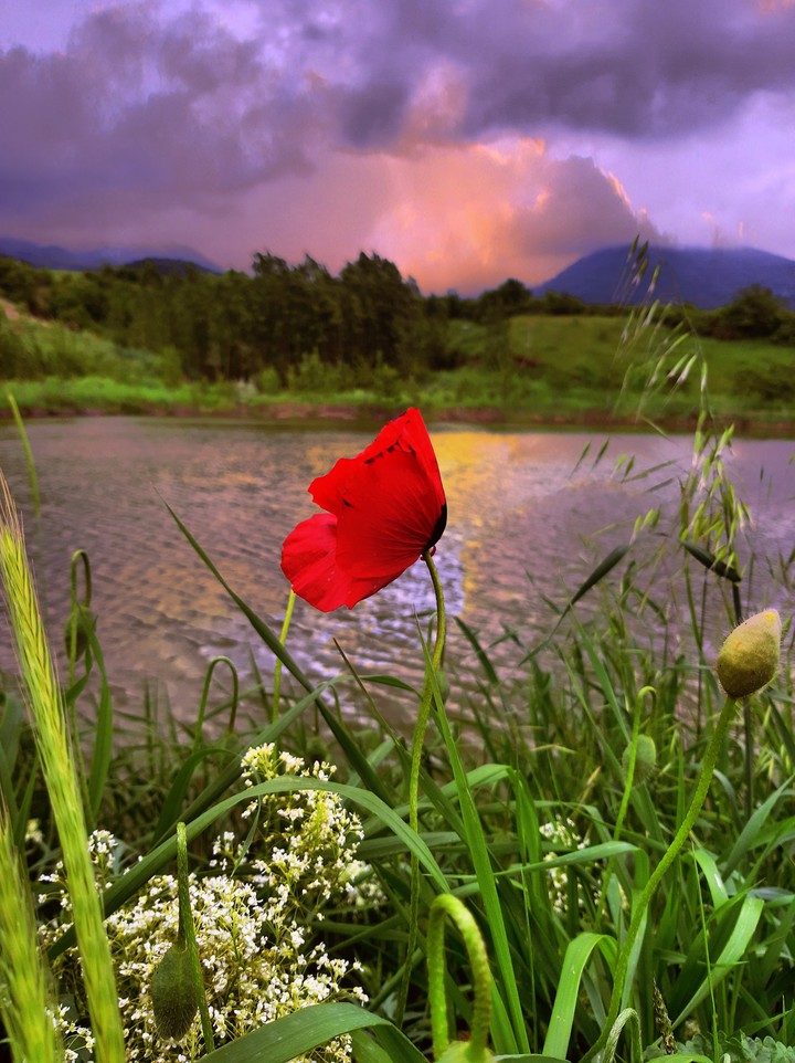 Flower