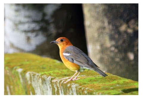 orange headed thrush (dama)