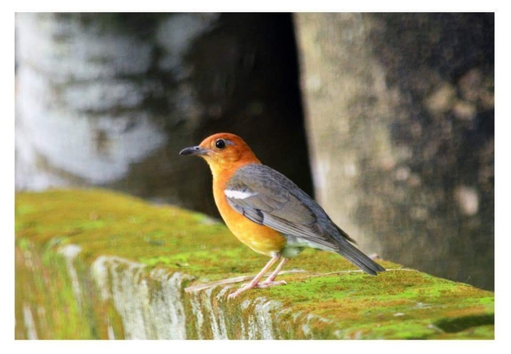 orange headed thrush (dama)