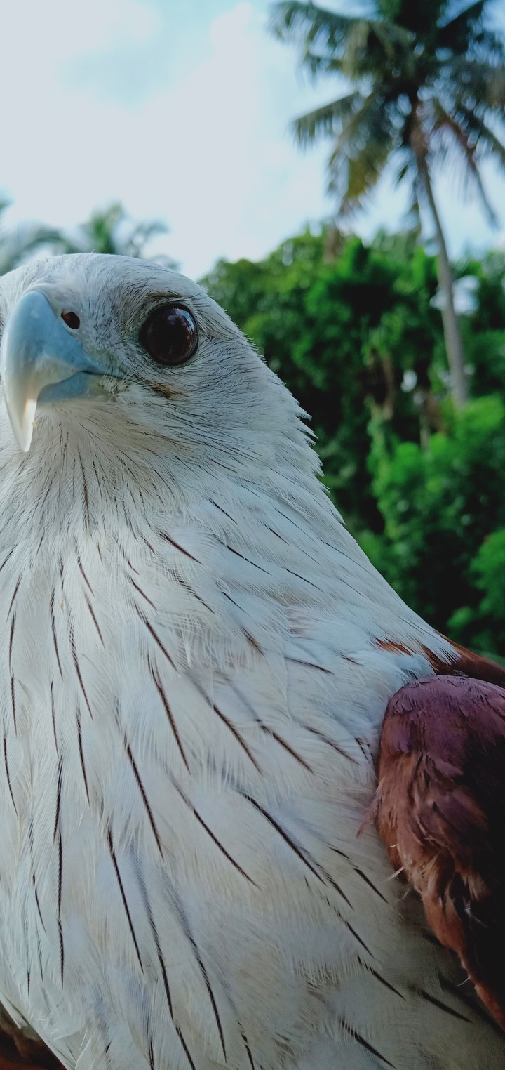 hawk