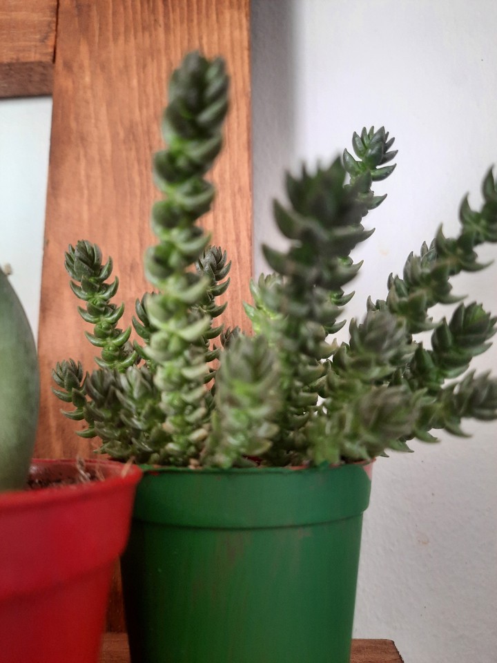 crassula muscosa