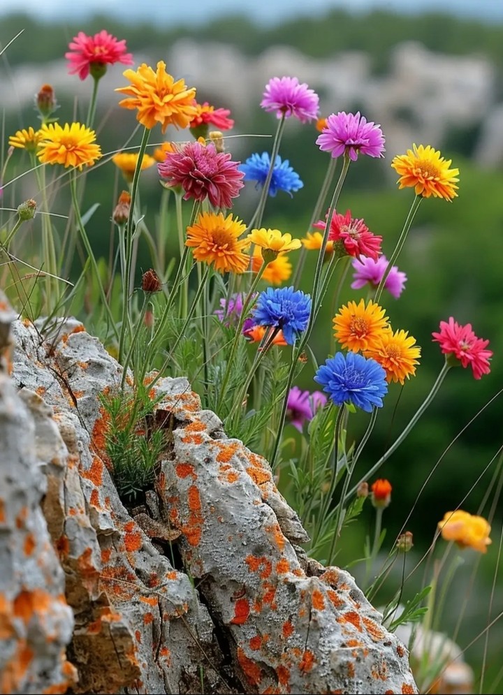 тапети petal, spring