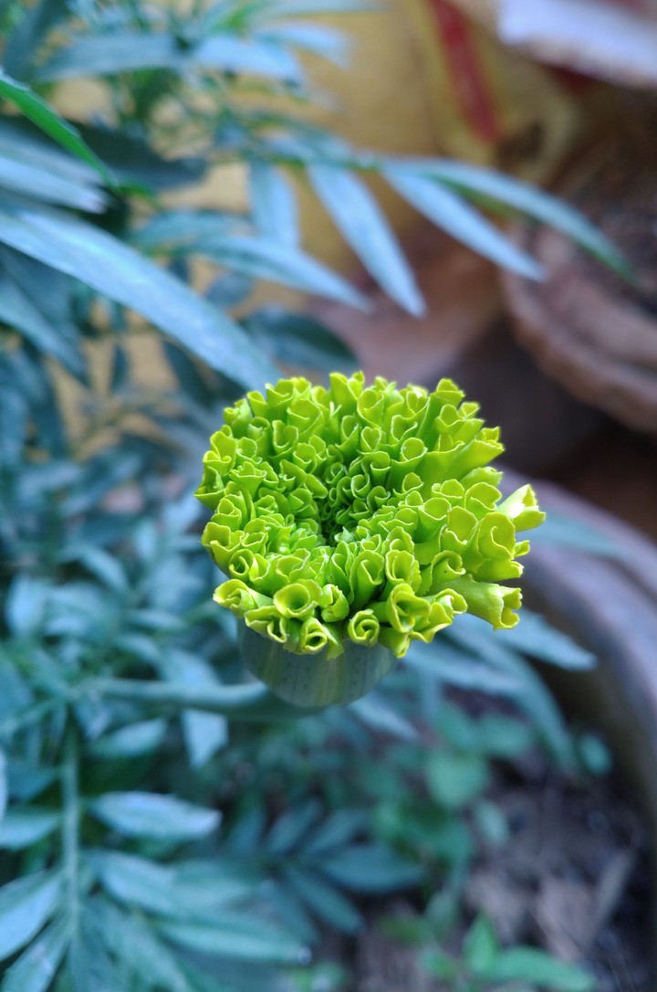 cluster