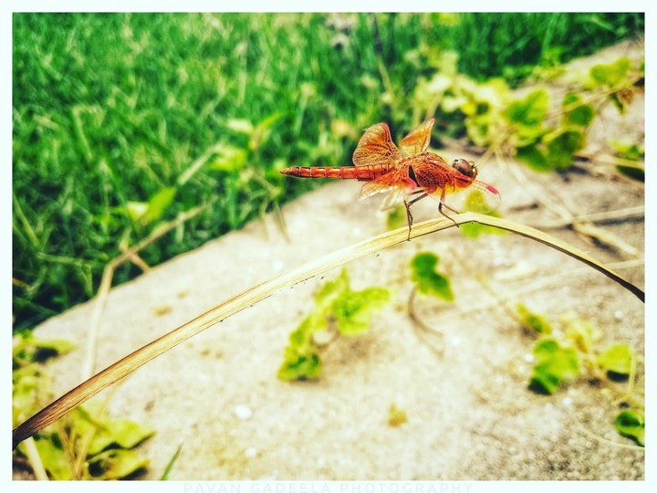 dragonfly